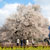 一心行の大桜