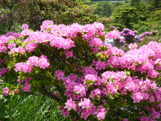 仁田峠 ミヤマキリシマ