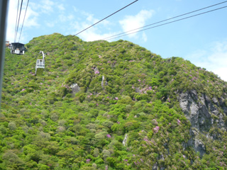 仁田峠 ミヤマキリシマ