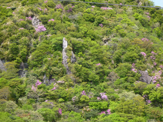 仁田峠 ミヤマキリシマ