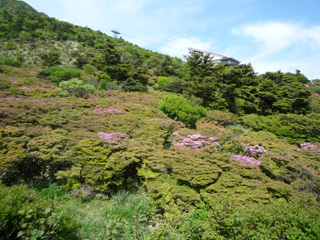 仁田峠 ミヤマキリシマ