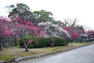 舞鶴公園　梅